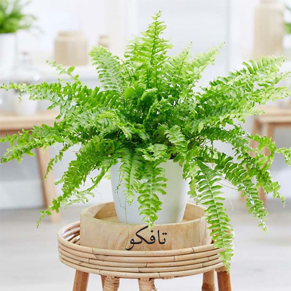 گیاه طبیعی سرخس تافکو کد 2037