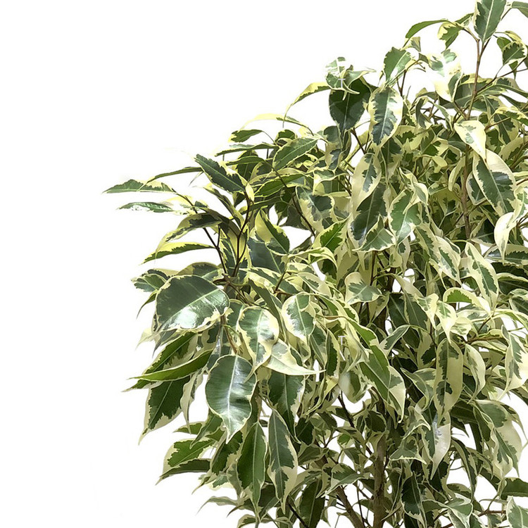 گیاه طبیعی بنجامین ابلق گلیتال مدل GTL109