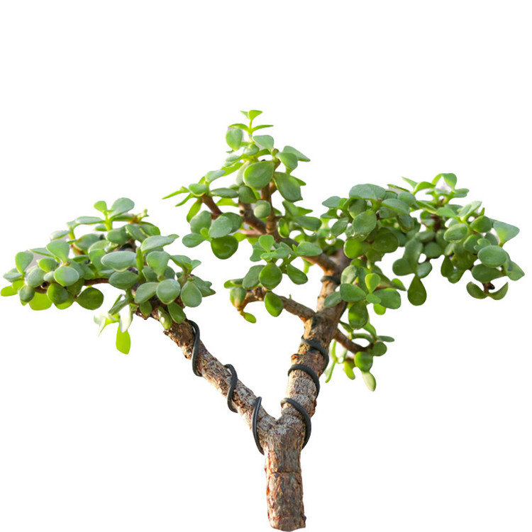 گیاه طبیعی بونسای جید مدل j250