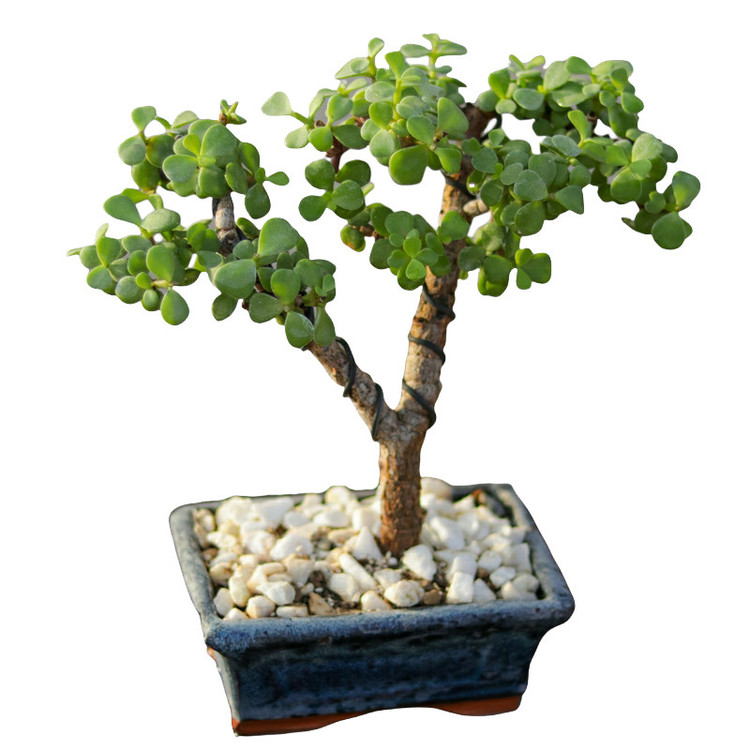 گیاه طبیعی بونسای جید مدل j250