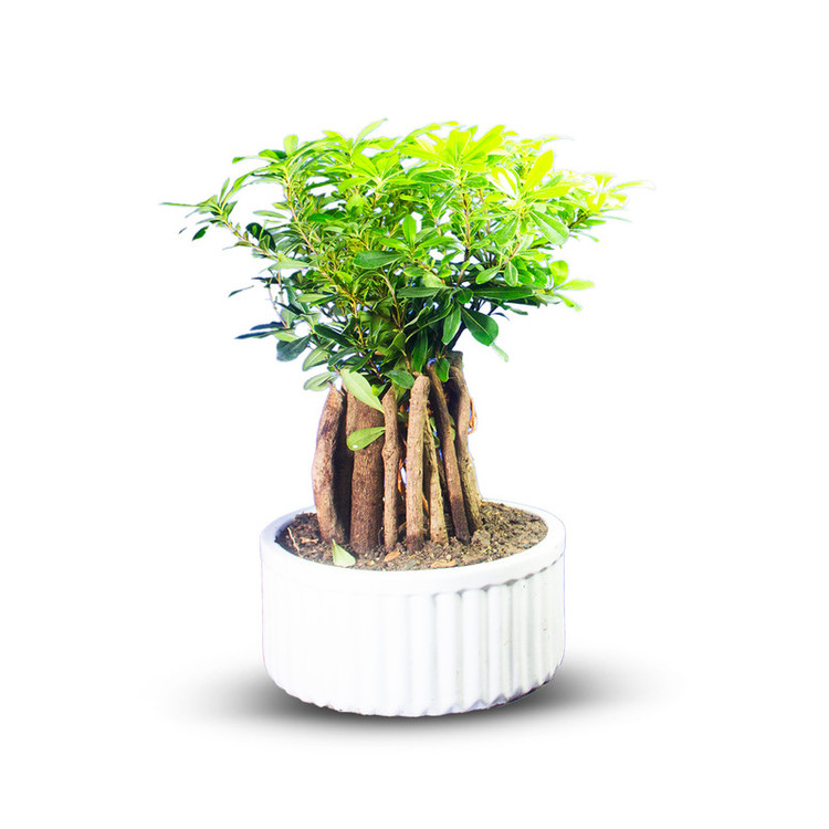 گیاه طبیعی بونسای میخک کد 05