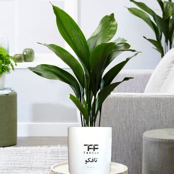 گیاه طبیعی برگ عبایی تافکو کد 1x