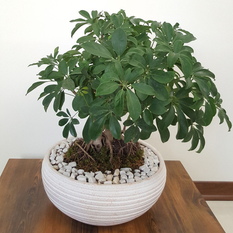 گیاه طبیعی بونسای شفلرا مدل کلکسیونی کد 900