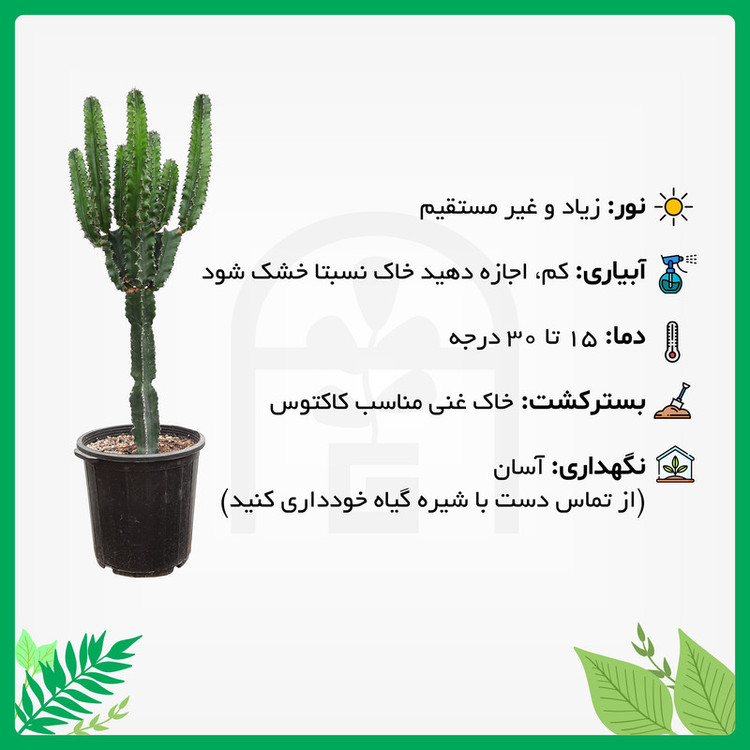 گیاه طبیعی کاکتوس افوربیا اینگنس آرکاد گل مدل Eu65B7