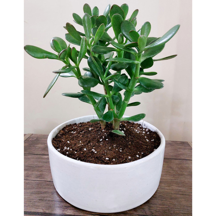 گیاه طبیعی یشم مدل F-06