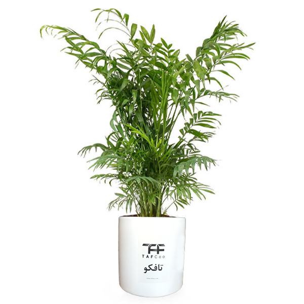 گل طبیعی شامادورا تافکو کد 2x