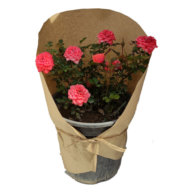 گیاه طبیعی ساناز کد yt18