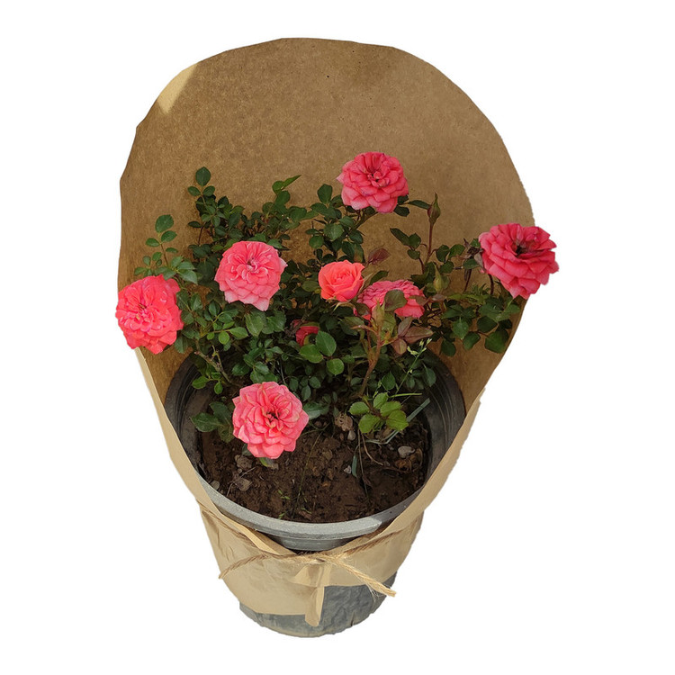 گیاه طبیعی ساناز کد yt18