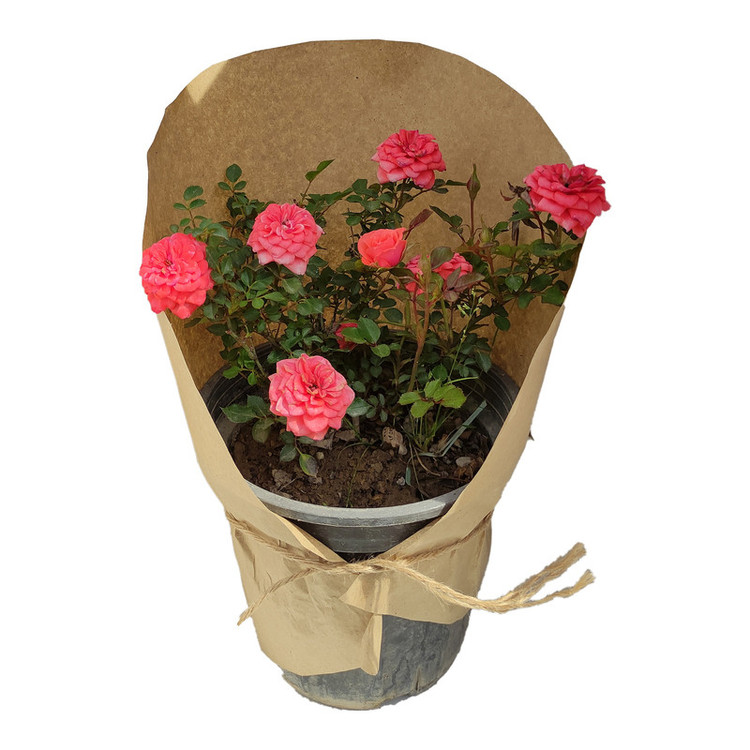 گیاه طبیعی ساناز کد yt18