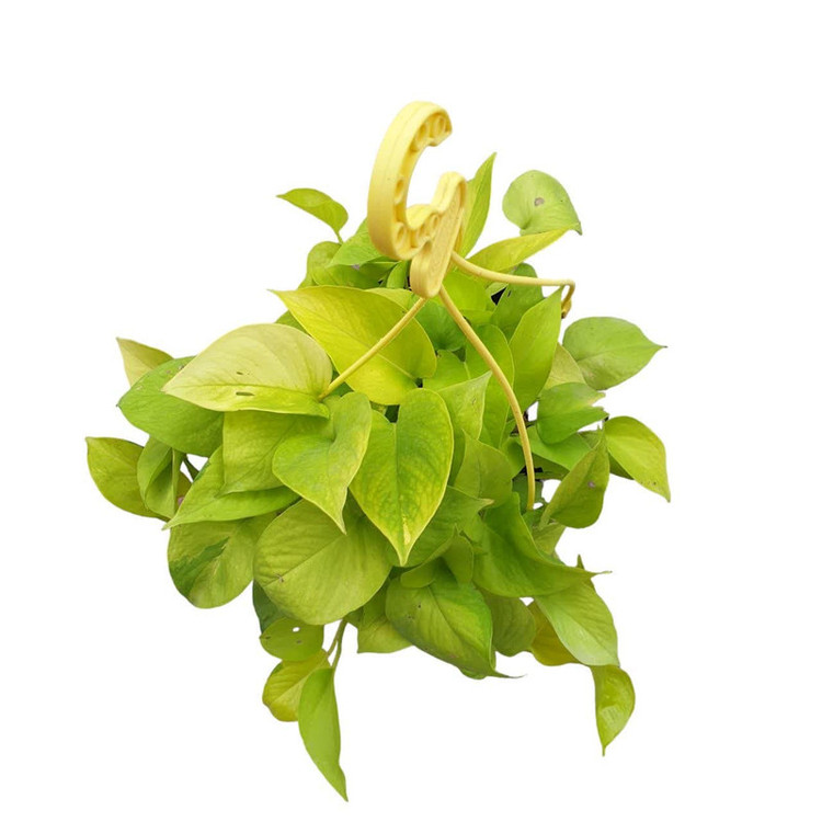 گیاه طبیعی پتوس کد 125