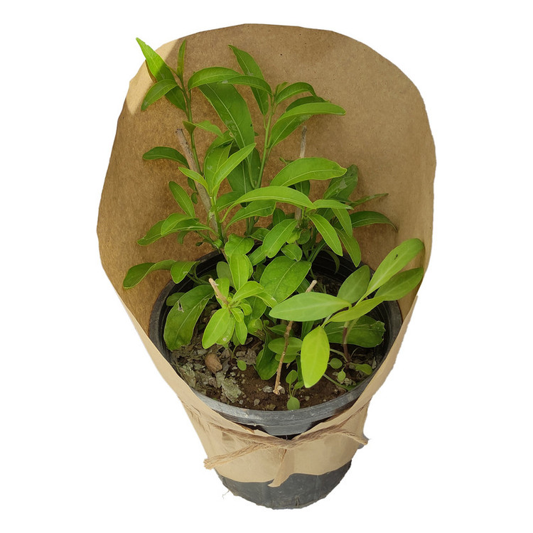 گیاه طبیعی محبوبه شب کد yt43