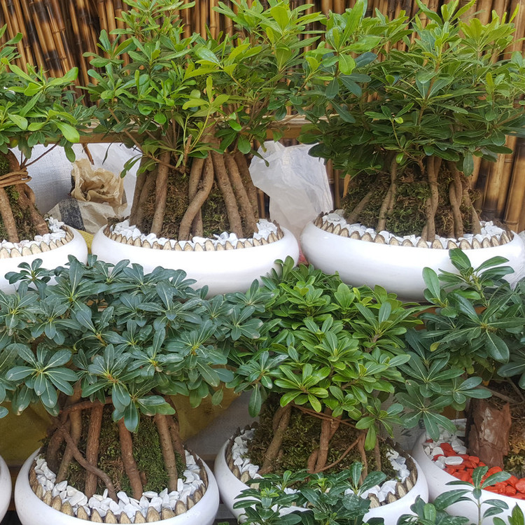 گیاه زینتی بونسای میخک هندی مدل پتوس پروم کد 202