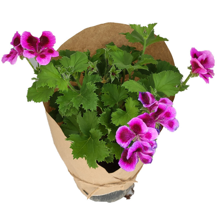 گیاه طبیعی شمعدانی کد yt17