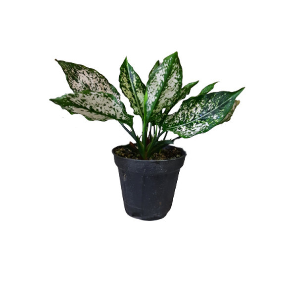 گیاه طبیعی اگلونما کد aglo02