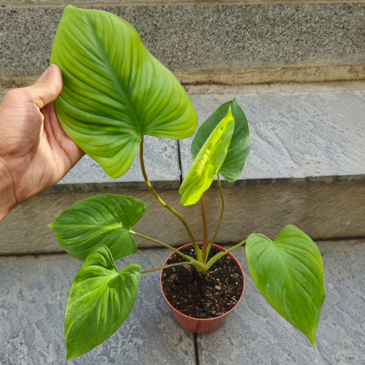 گیاه طبیعی هومالومنا مگی کد 02