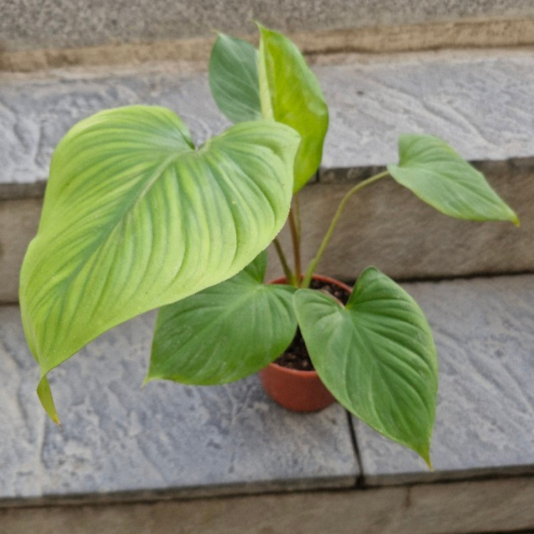 گیاه طبیعی هومالومنا مگی کد 02