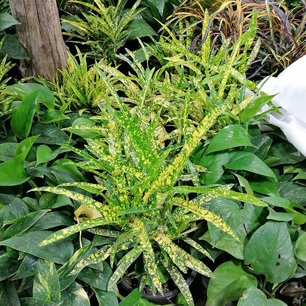 گیاه طبیعی آکوبا رشته ای مدل 5161910