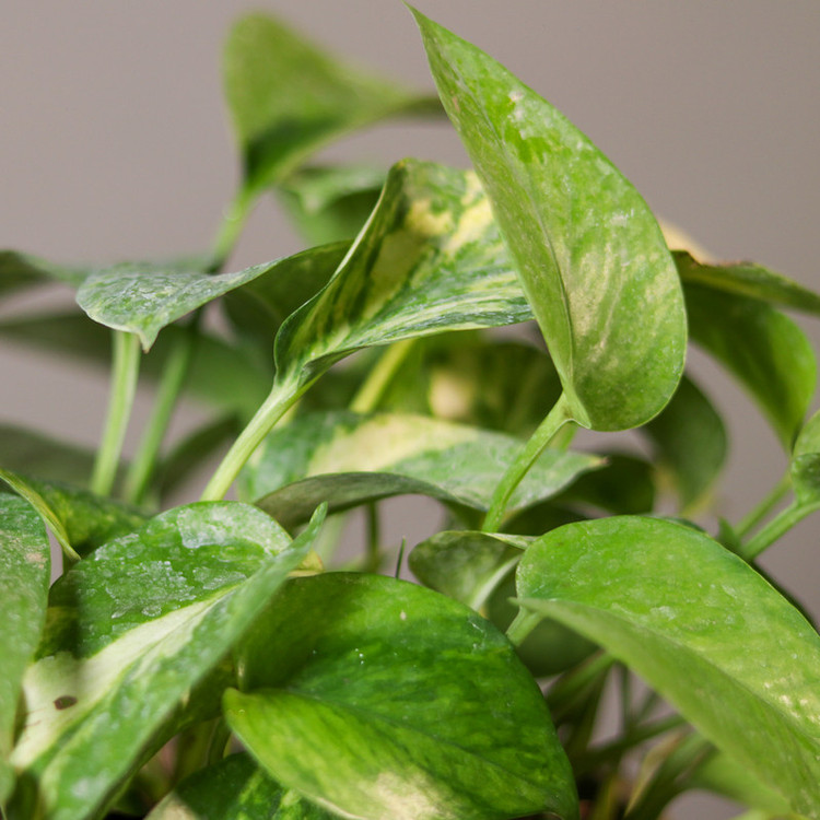 گیاه طبیعی پتوس ابلق مدل 01