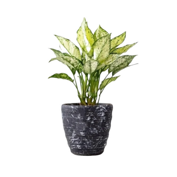 گیاه طبیعی آگلونما برفی کد 35