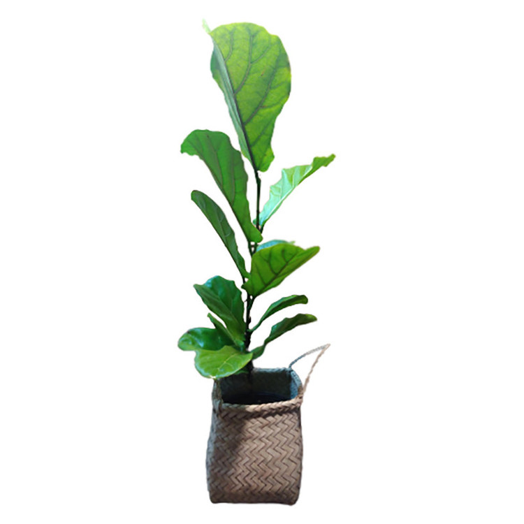 گیاه طبیعی لیریتا فیکوس آفریقای مدل m-2
