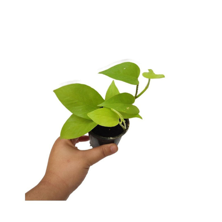 گیاه طبیعی پتوس نئون مدل 06