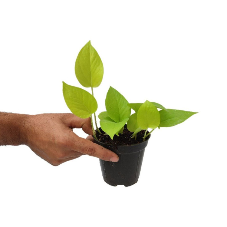 گیاه طبیعی پتوس نئون مدل 06