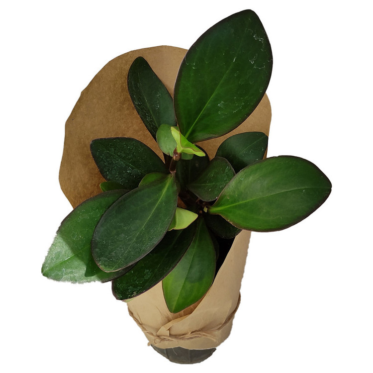 گیاه طبیعی قاشقی کد yt5