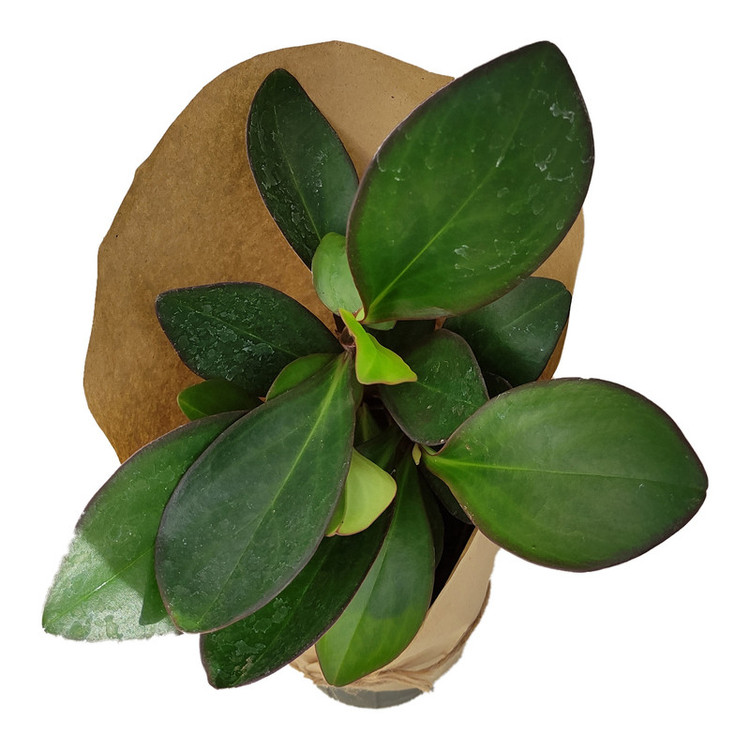 گیاه طبیعی قاشقی کد yt5