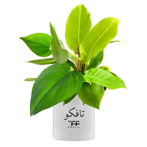 گل طبیعی فیلودندرون  تافکو مدل سبز کد 2x