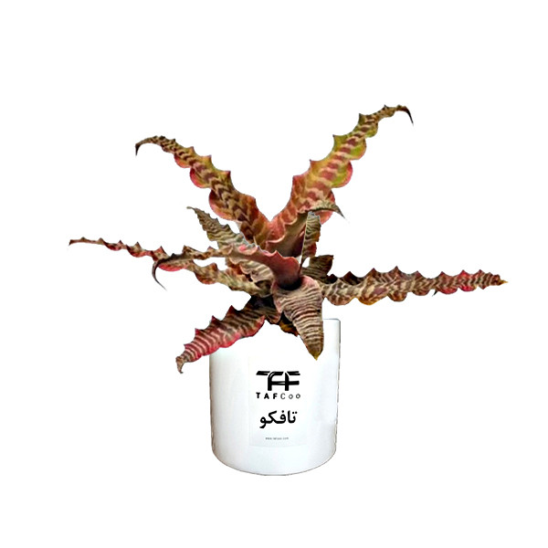 گل طبیعی کریپتانتوس تافکو مدل s1
