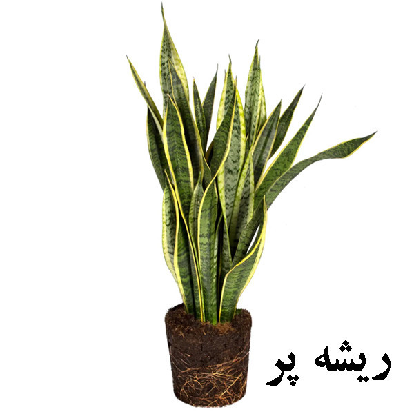 گیاه طبیعی سانسوریا ابلق تافکو کد 2025