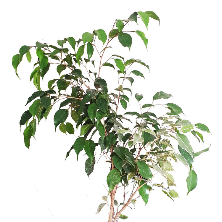 گیاه طبیعی بنجامین سبز کد AS-19-1