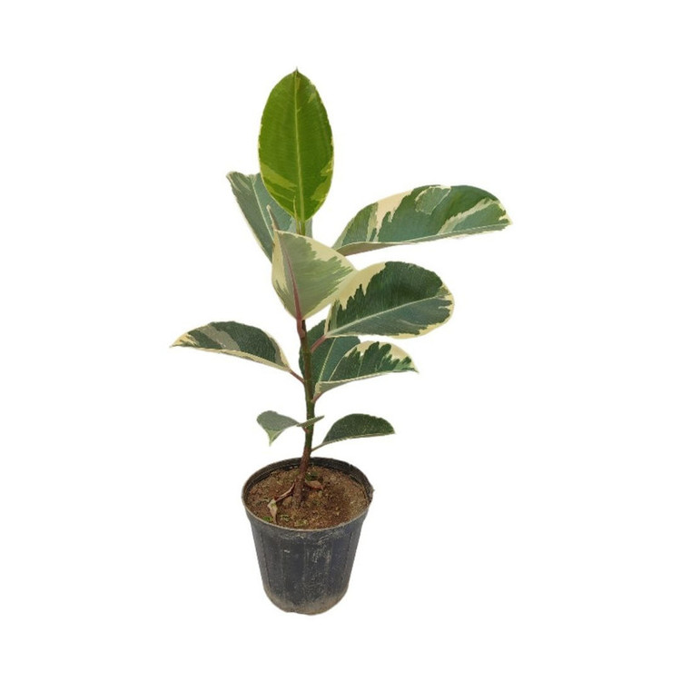 گیاه طبیعی فیکوس ابلق یاقوتی مدل 014