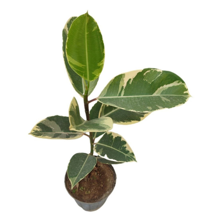 گیاه طبیعی فیکوس ابلق یاقوتی مدل 014