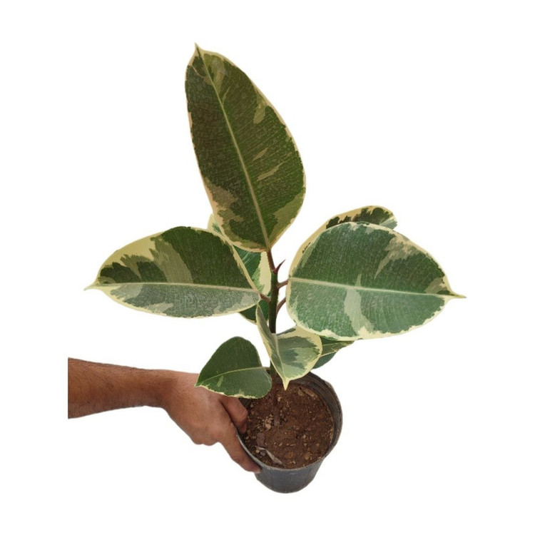 گیاه طبیعی فیکوس ابلق یاقوتی مدل 014