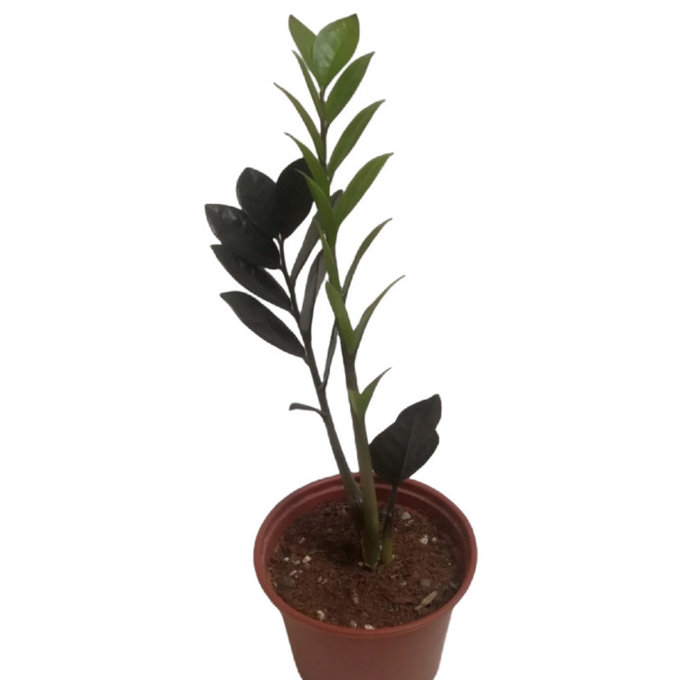 گیاه طبیعی زاموفیلیا سوپر بلک کد MS-03
