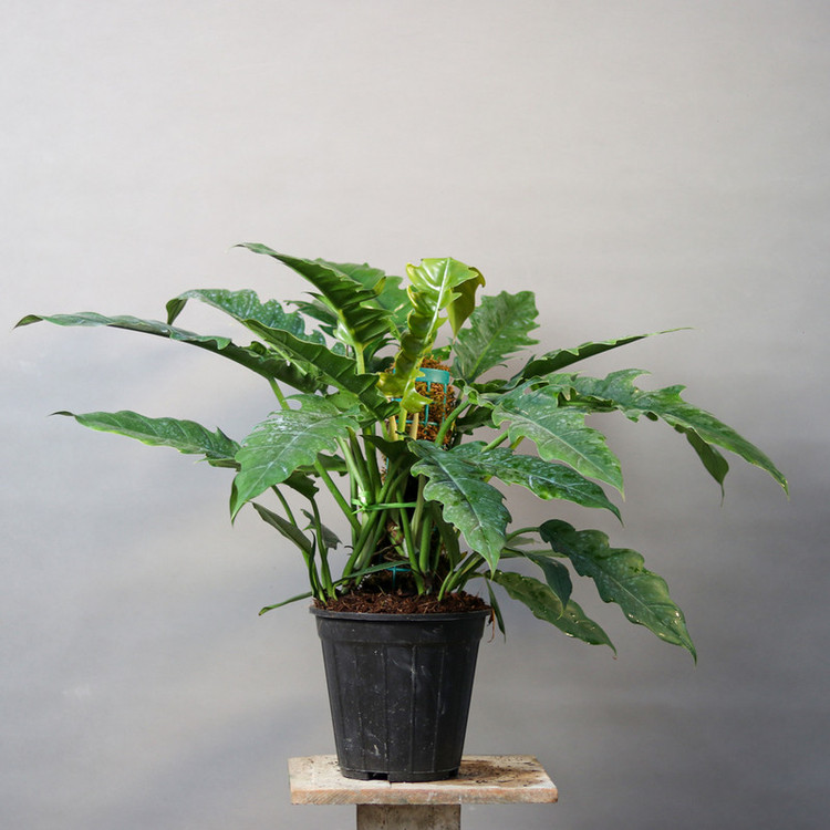 گیاه طبیعی فیلودندرون کنگره ای مدل 01