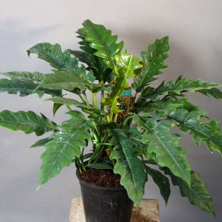 گیاه طبیعی فیلودندرون کنگره ای مدل 01
