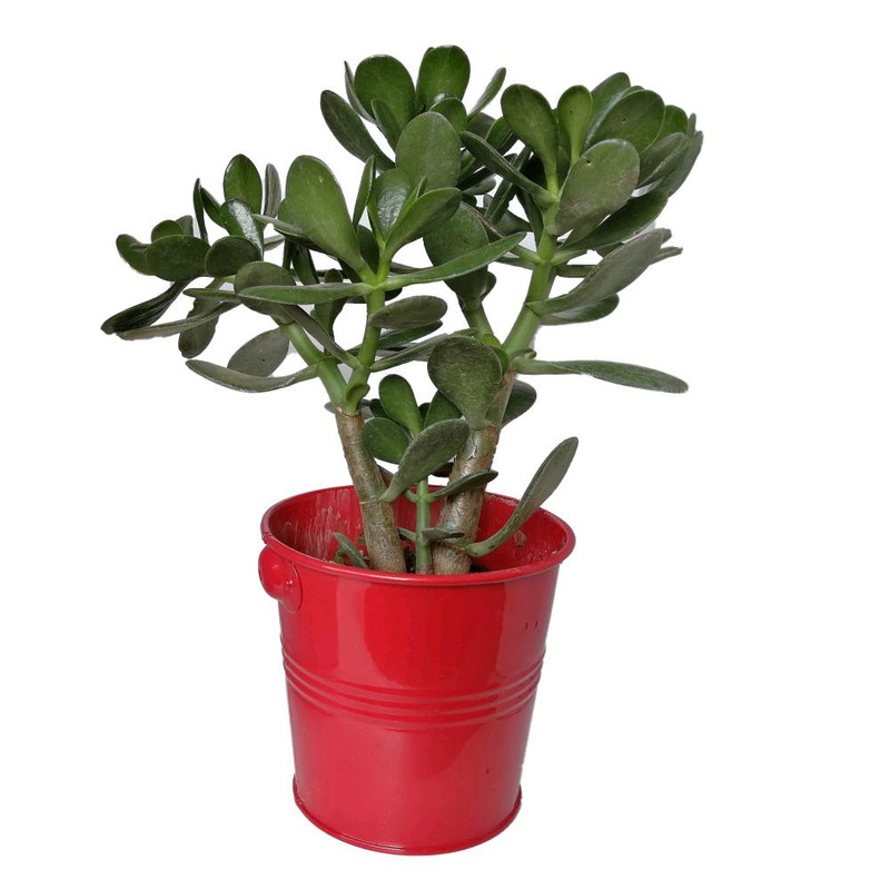 گیاه طبیعی کراسولا سکه ای کد gf12