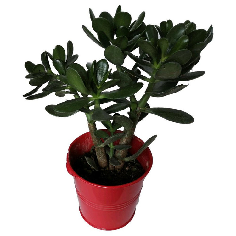 گیاه طبیعی کراسولا سکه ای کد gf12