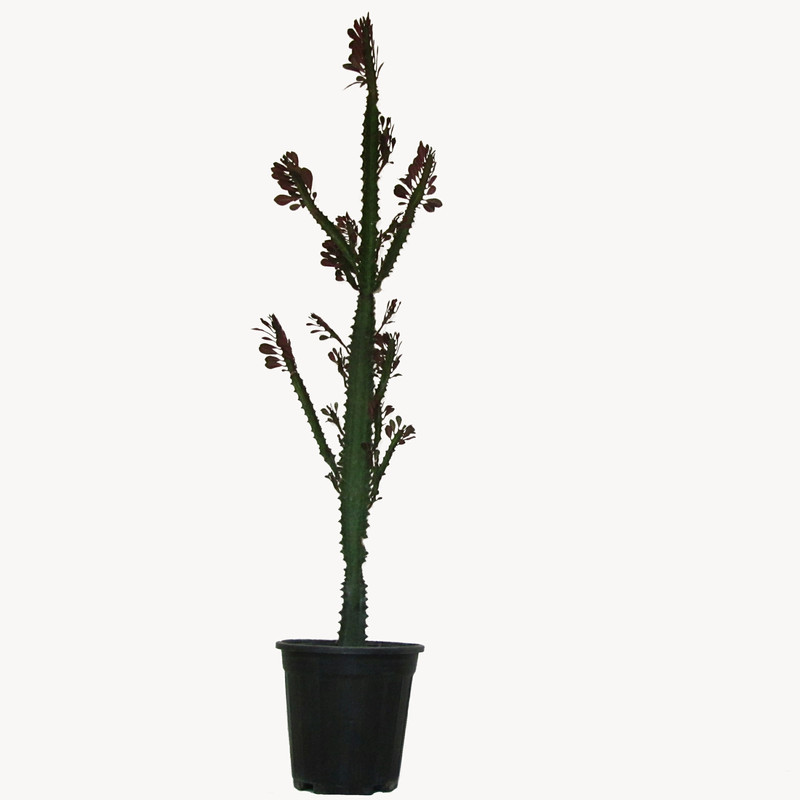 گیاه طبیعی افوربیا تریگونای مدل مادری کد 0130
