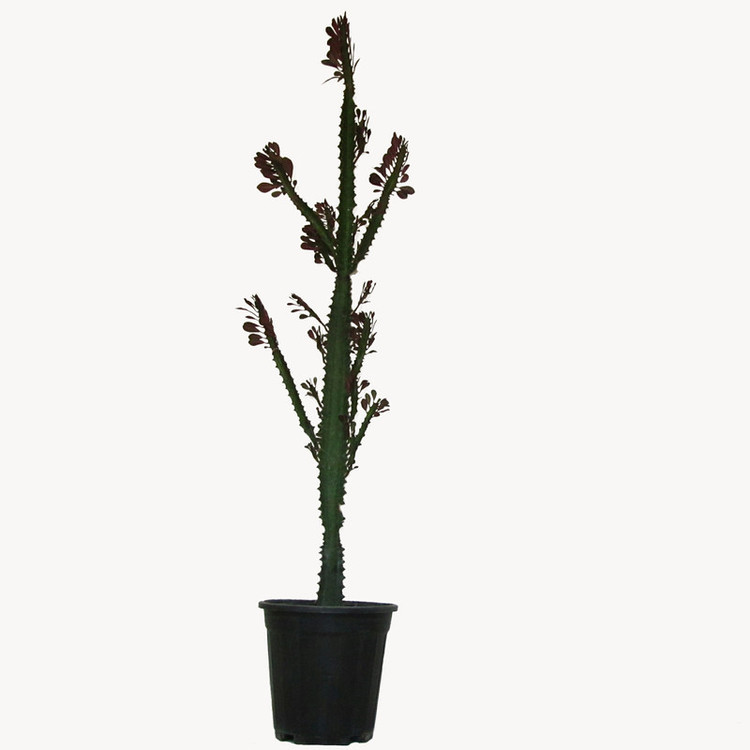 گیاه طبیعی افوربیا تریگونای مدل مادری کد 0130