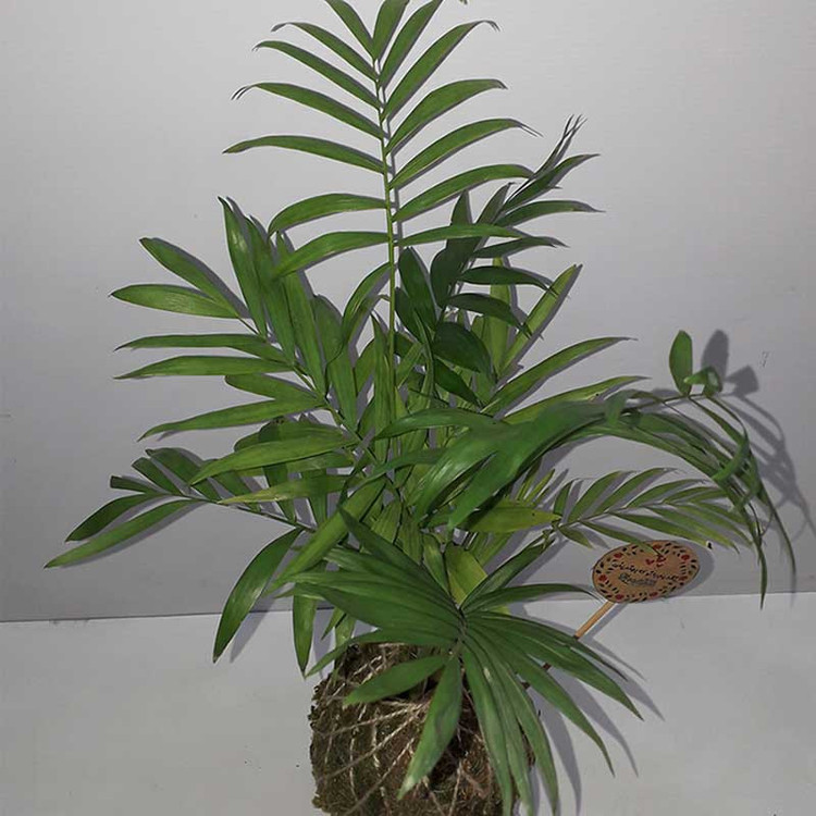 گیاه طبیعی شامادورا مدل کوکداما کد P.A.037