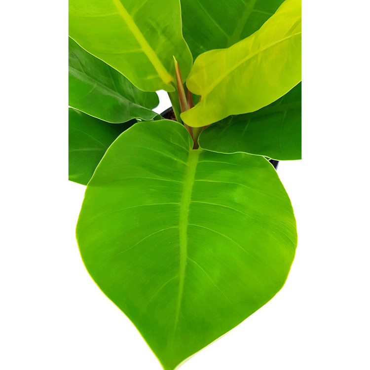 گیاه طبیعی فیلودندرون نئون کد 249