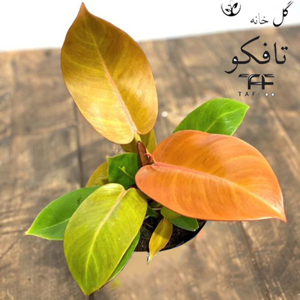 گیاه طبیعی فیلودندرون پرتغالی تافکو مدل شاهزاده کد 2x