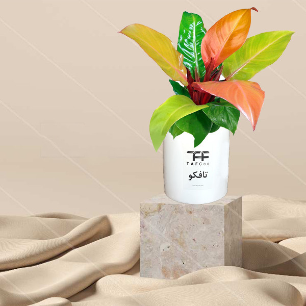 گیاه طبیعی فیلودندرون پرتغالی تافکو مدل شاهزاده کد 2x