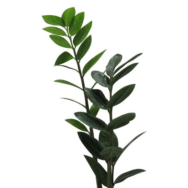 گیاه طبیعی زاموفیلیا کد S - M01