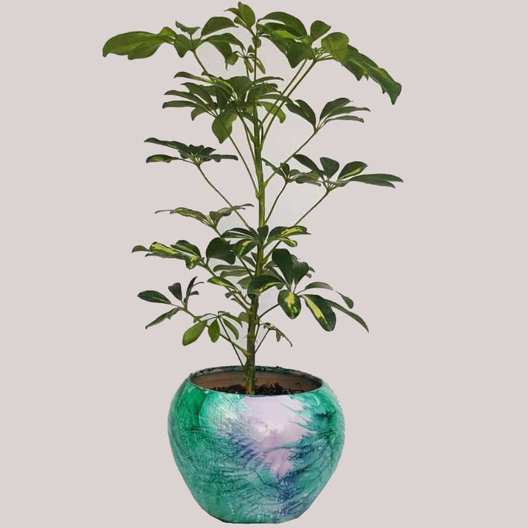 گیاه طبیعی شفلرا ابلق کد sh01