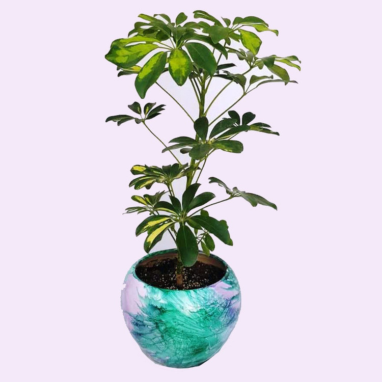 گیاه طبیعی شفلرا ابلق کد sh01