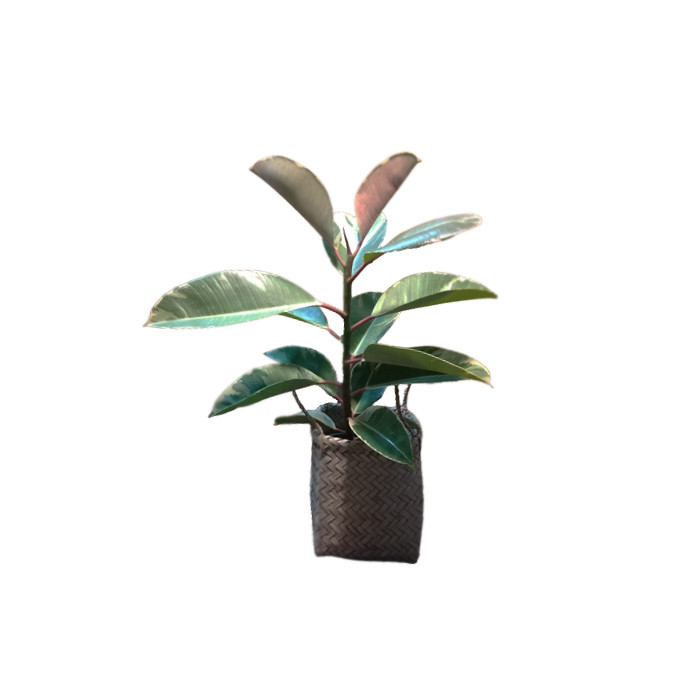 گیاه طبیعی فیکوس ابلق مدل m-2